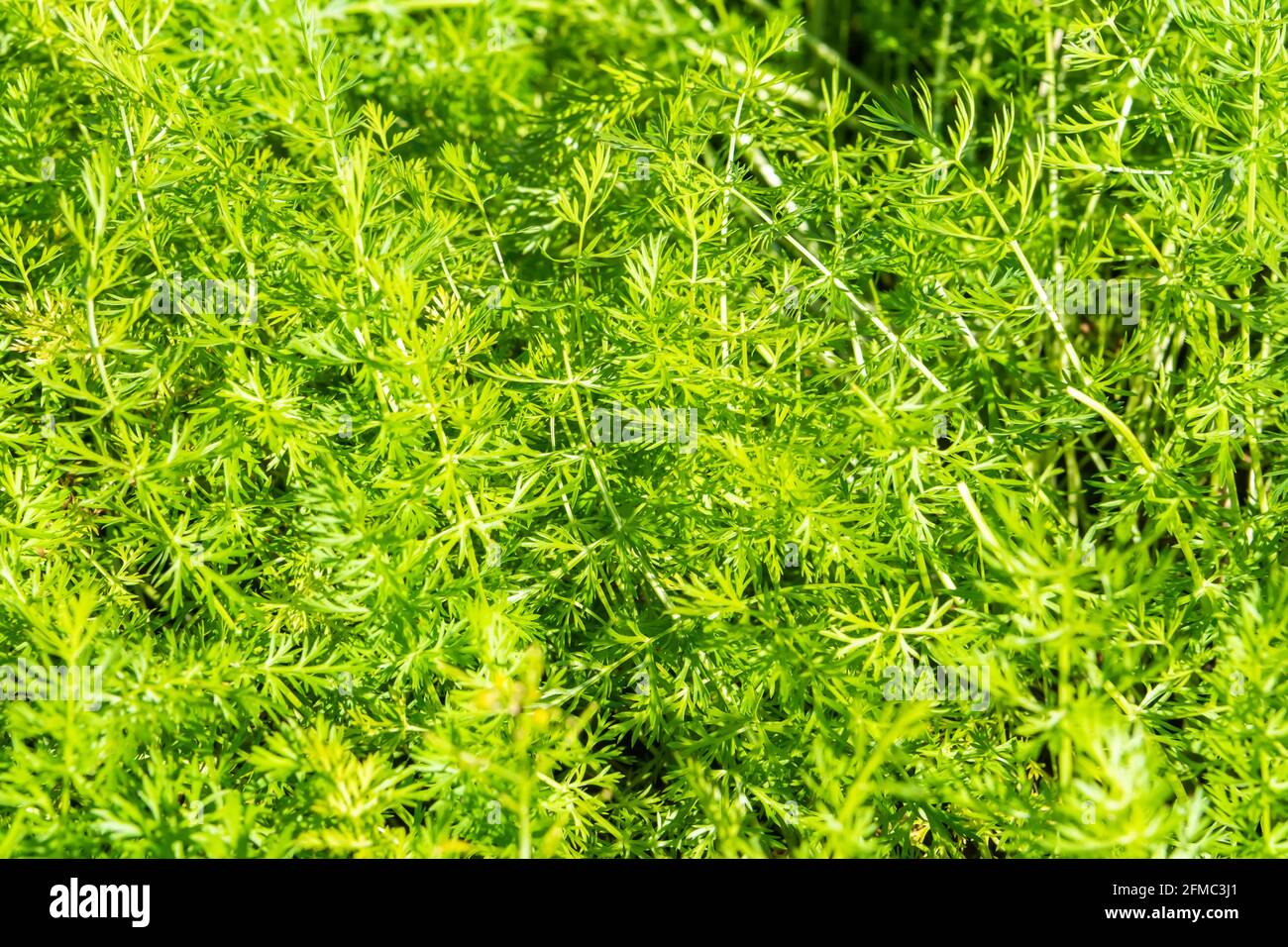 Fein geteilte, gefiederte Blätter der zweijährigen Kümmel (Carum calvi) in der Familie der Apiaceae. Stockfoto