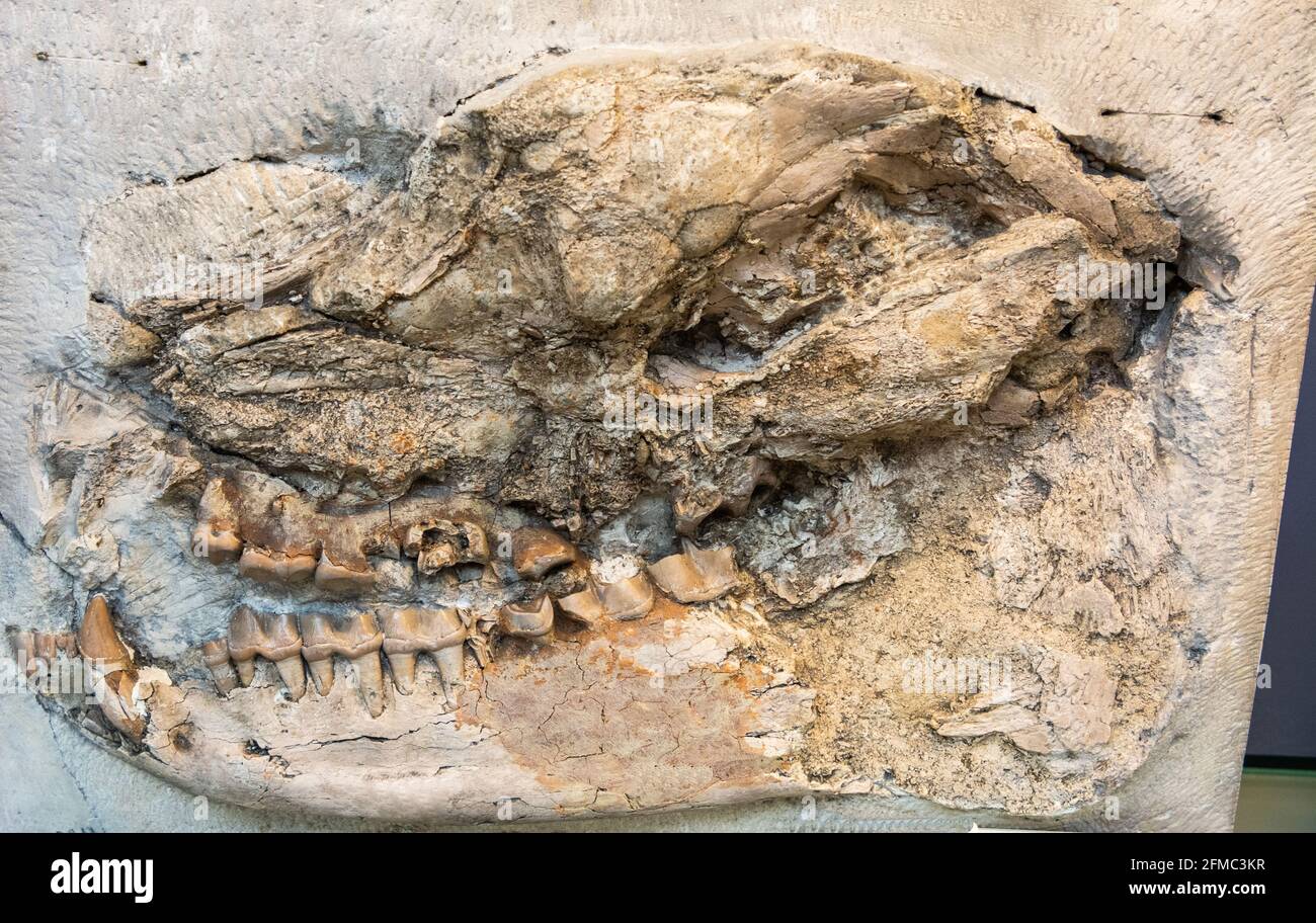 Fossiler Schädel des Paleotherium magnum, einer ausgestorbenen Gattung von Perissodactyl-Hufeisenwurz, bekannt vom mittleren Eozän bis zum frühesten Oligozän Europas. Stockfoto