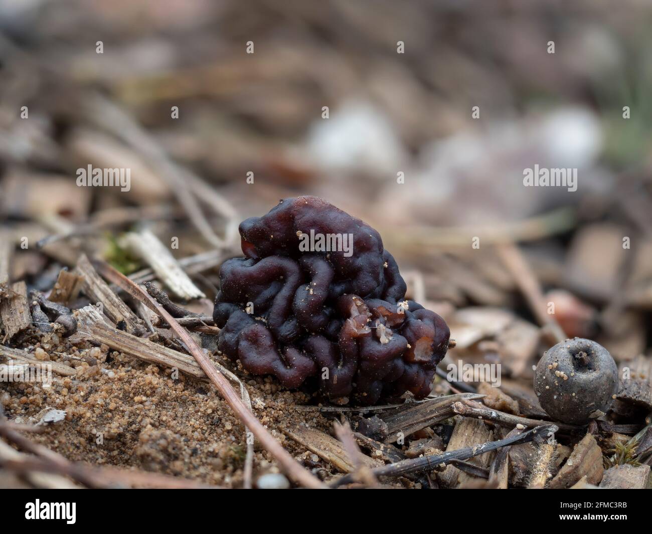 Der Beefsteak Morel (Gyromitra esculenta) ist ein tödlich giftiger Pilz, ein fesselndes Foto Stockfoto