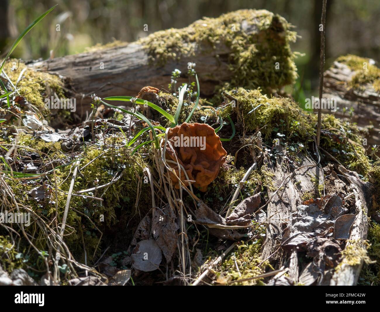 Gyromitra gigas, allgemein bekannt als Schneehorel, Schneehorel, Kalbshirn oder Stiernase, ist ein Pilz und ein Mitglied der Ascomycota. , ein intres Stockfoto