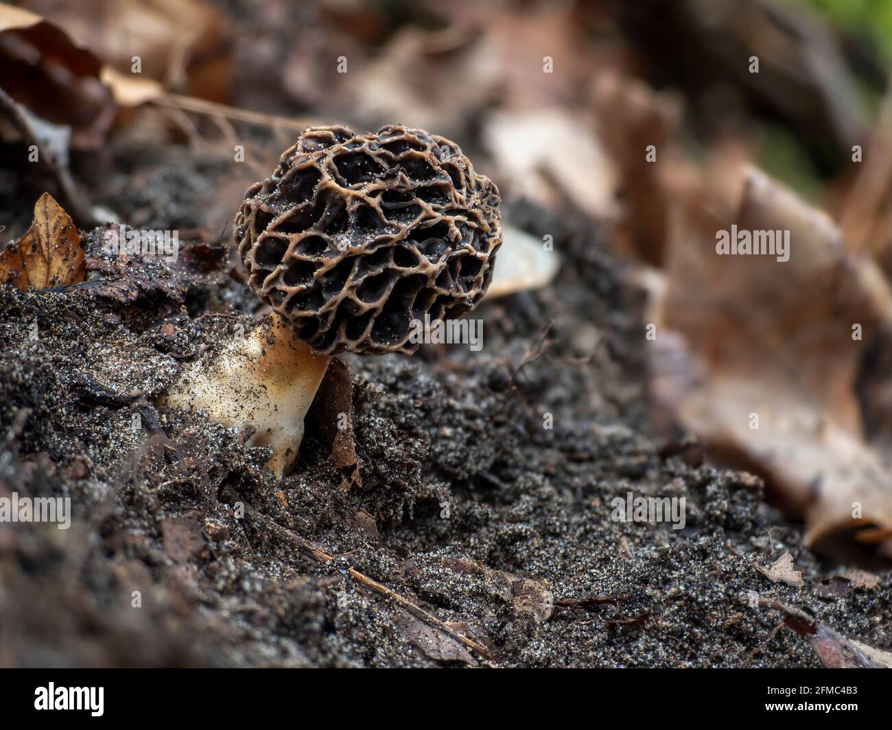 Der Gelbe Morel (Morchella esculenta) ist ein essbarer Pilz , ein fesselndes Foto Stockfoto