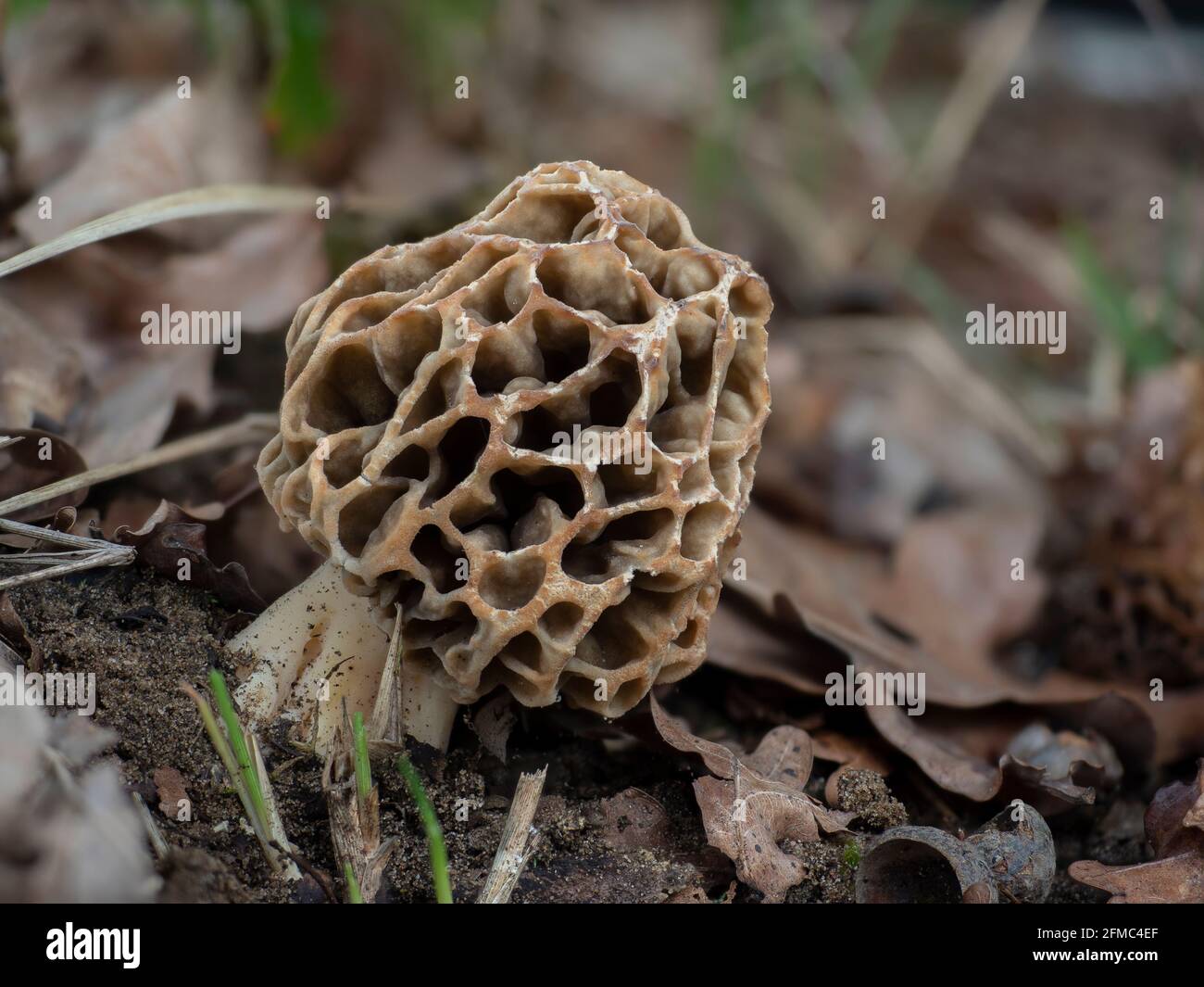 Der Gelbe Morel (Morchella esculenta) ist ein essbarer Pilz , ein fesselndes Foto Stockfoto