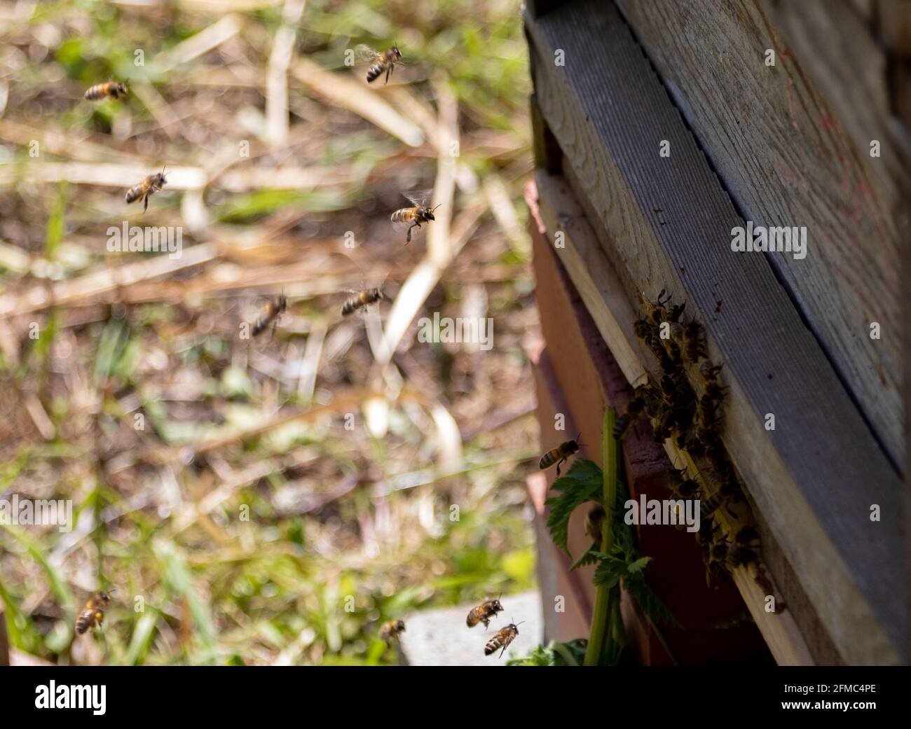 Honigbienen am Eingang zum Bienenstock. Stockfoto