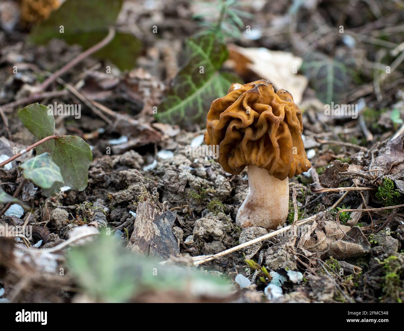 Der frühe False Morel (Verpa bohemica) ist ein essbarer Pilz , ein fesselndes Foto Stockfoto