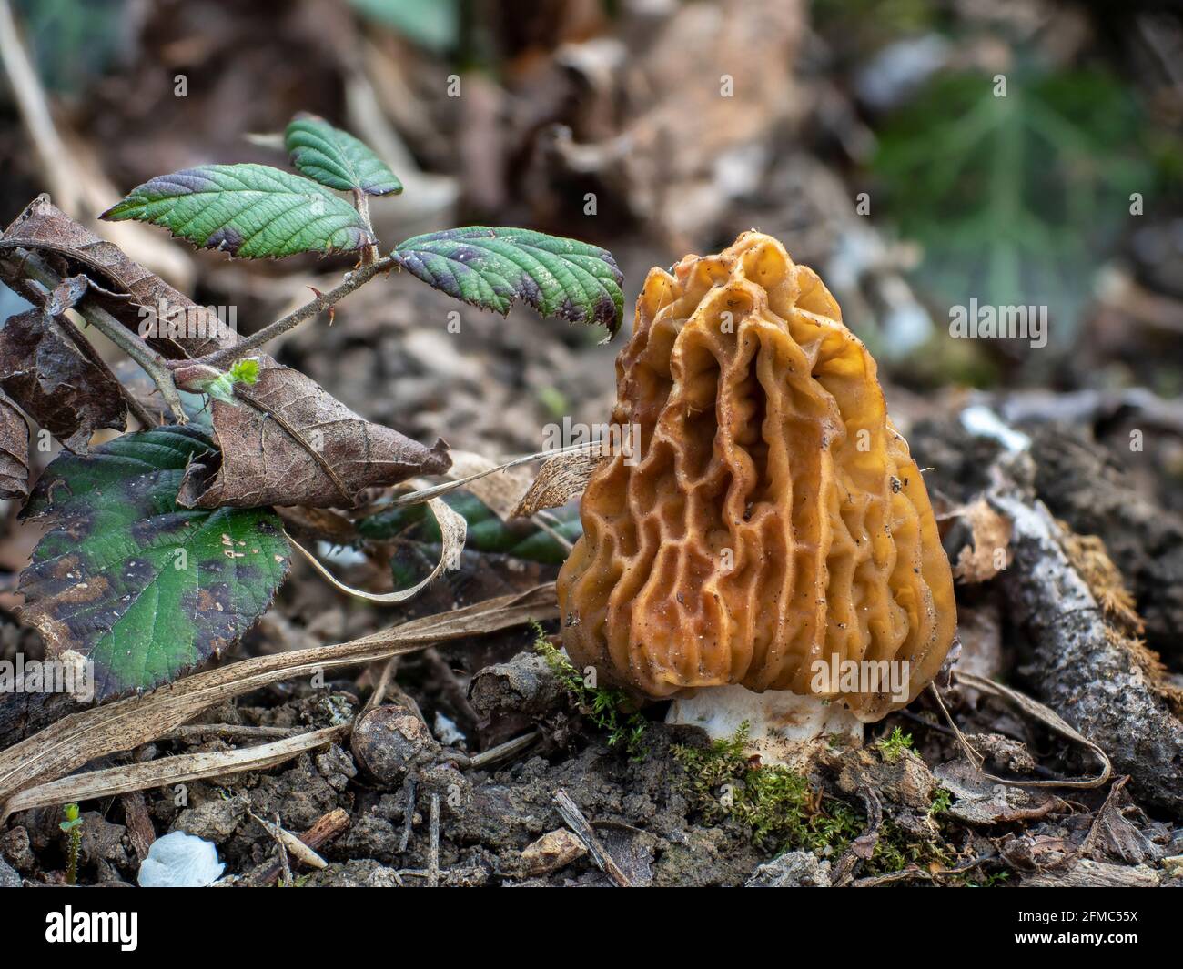 Der frühe False Morel (Verpa bohemica) ist ein essbarer Pilz , ein fesselndes Foto Stockfoto