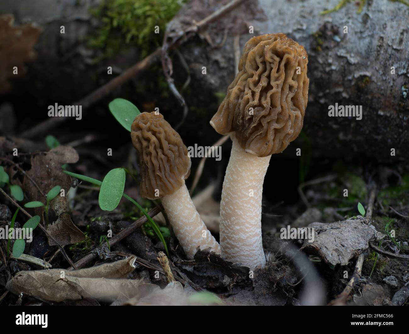 Der frühe False Morel (Verpa bohemica) ist ein essbarer Pilz , ein fesselndes Foto Stockfoto