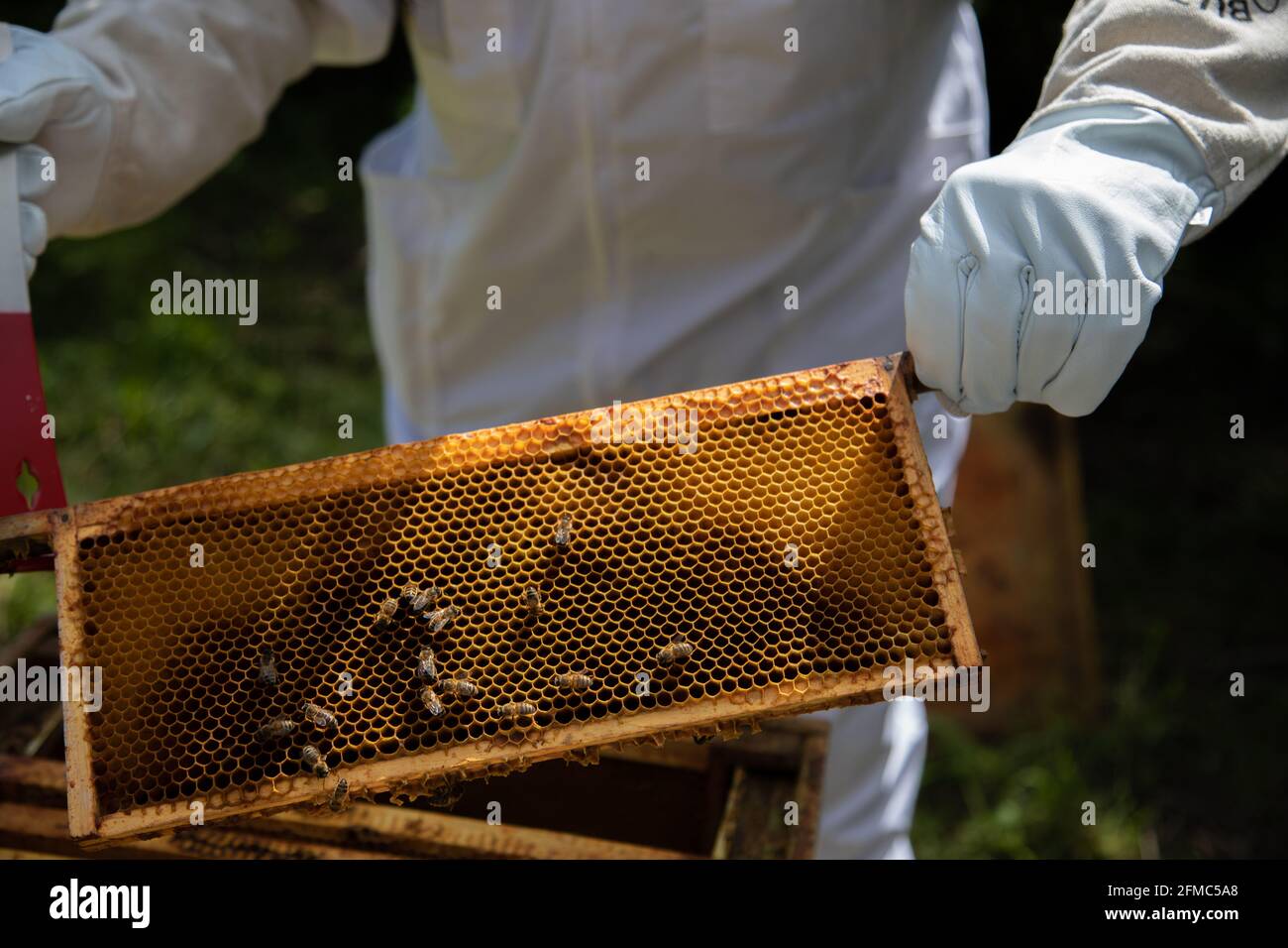 Imker, der Super-Rahmen von einem britischen Standard National Bienenstock zur Inspektion entfernt. Stockfoto