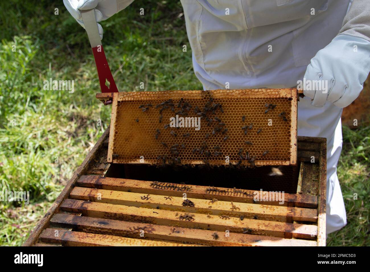 Imker, der Super-Rahmen von einem britischen Standard National Bienenstock zur Inspektion entfernt. Stockfoto