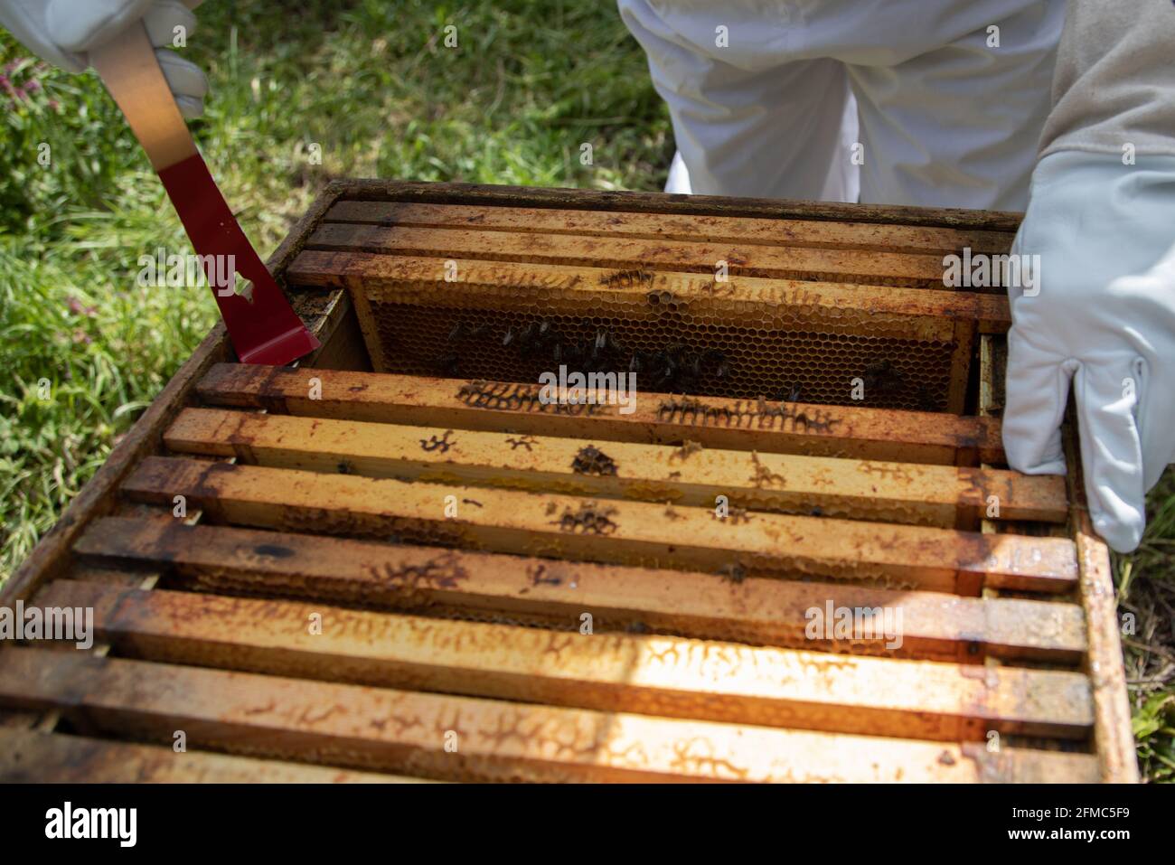 Ein Hive-Werkzeug, das verwendet wird, um einen Superrahmen aus einem britischen National Standard-Hive zu heben. Der Rahmen ist mit Propolis eingeklemmt. Stockfoto