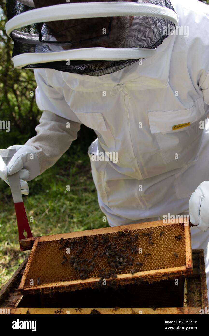 Imker, der mit einem Bienenstock-Werkzeug einen Super-Rahmen vom Super hebt. Stockfoto