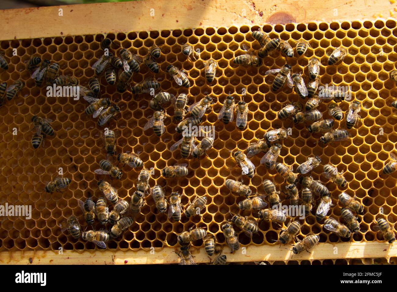 Sonnendurchflutete Honigbienen (APIs mellifera) beginnen gerade mit der Arbeit an einem Superrahmen, der zur Inspektion entfernt wurde. Stockfoto