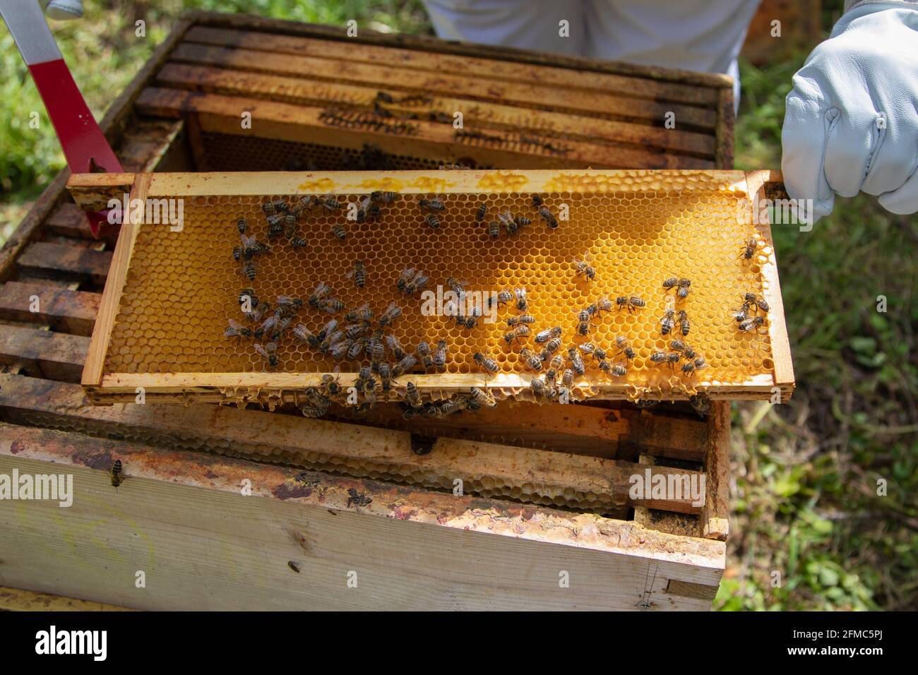 Imker, der Super-Rahmen von einem britischen Standard National Bienenstock zur Inspektion entfernt. Stockfoto
