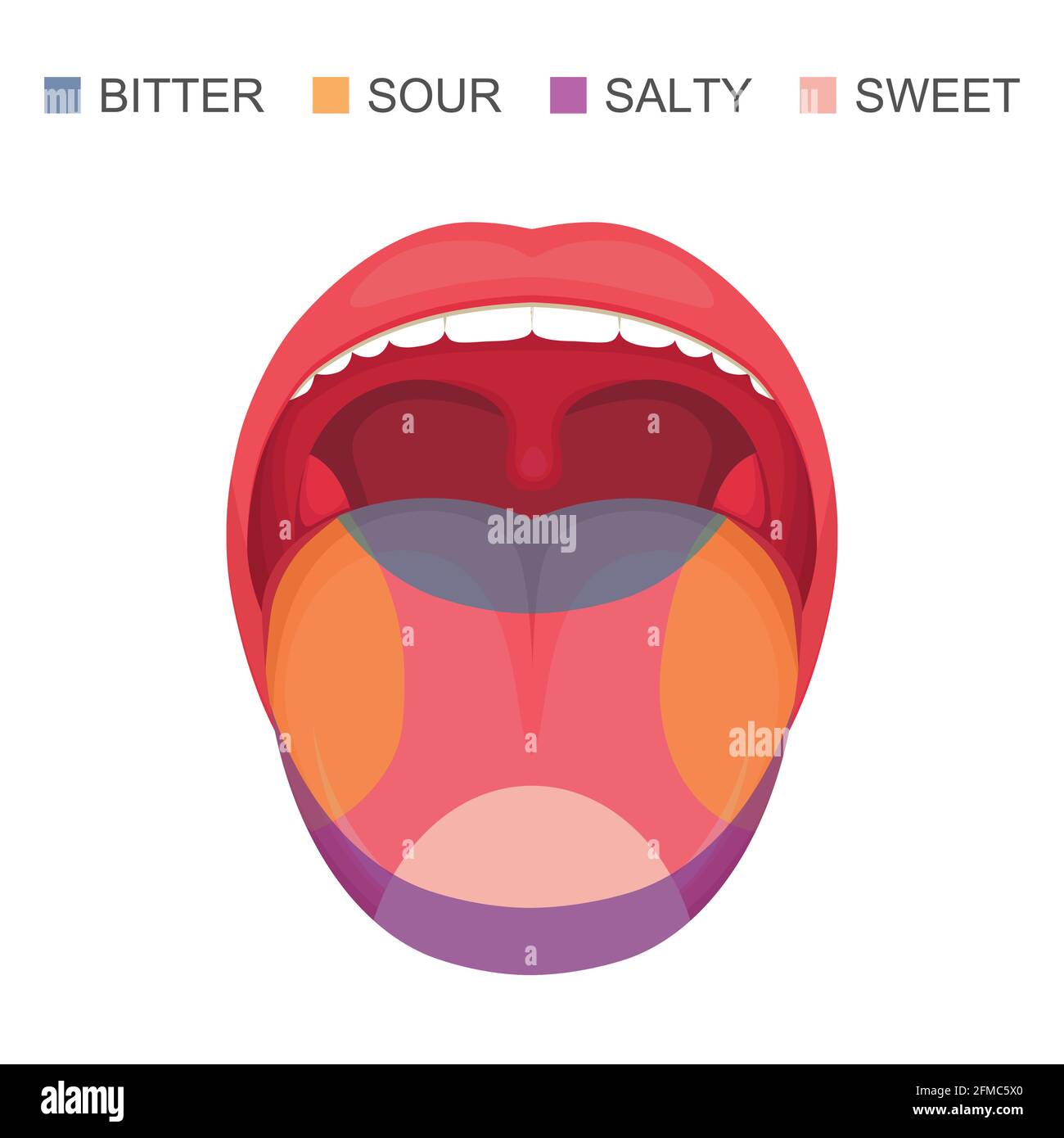 vektor-Illustration einer grundlegenden Geschmacksbereiche auf der menschlichen Zunge, sauer, süß, bitter und salzig. Sense-Zone Stock Vektor