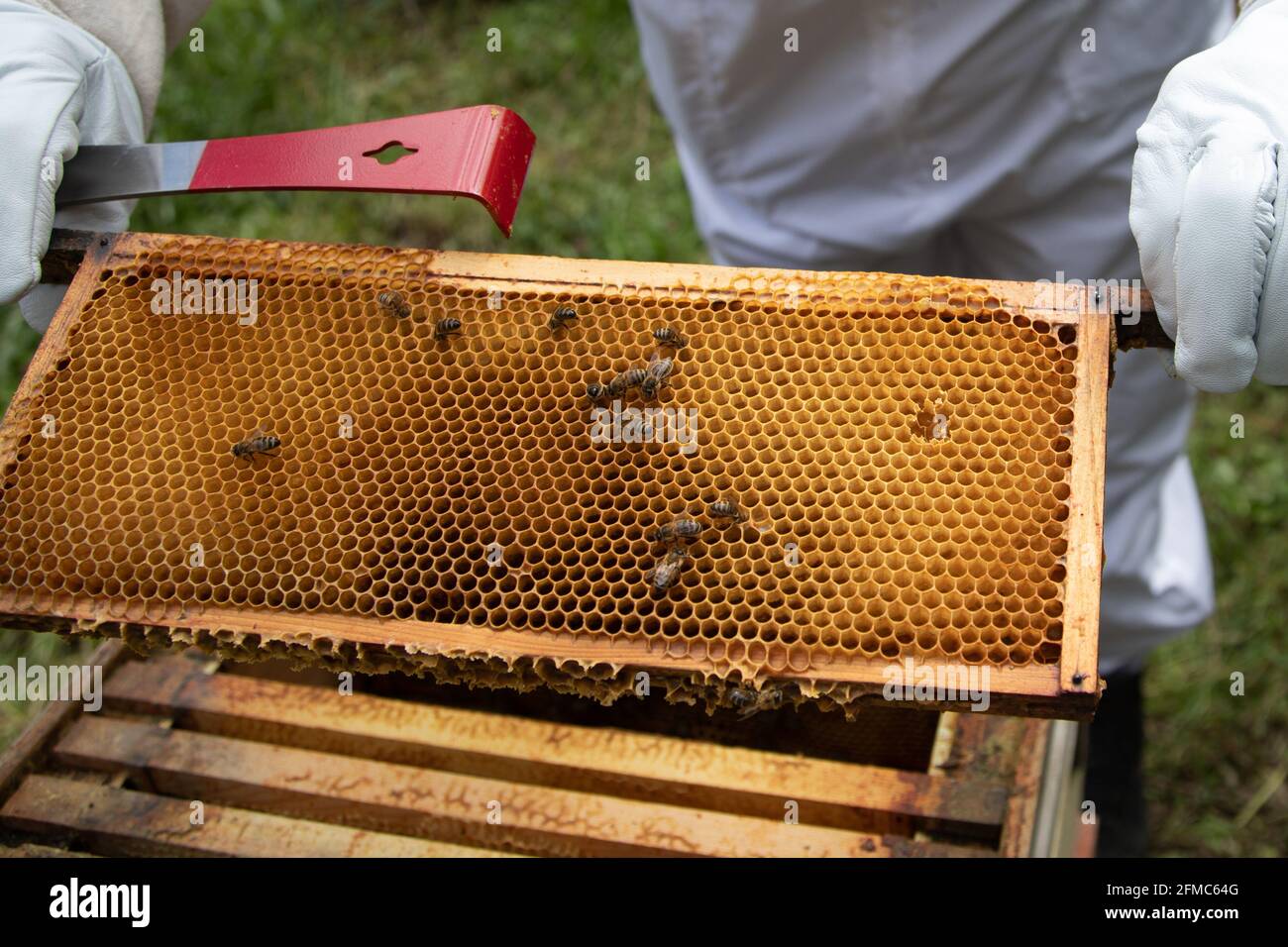 Ein relativ unbenutzter Superrahmen aus einem Bienenstock mit Bienen, die dem Kamm Honig hinzufügen. Stockfoto