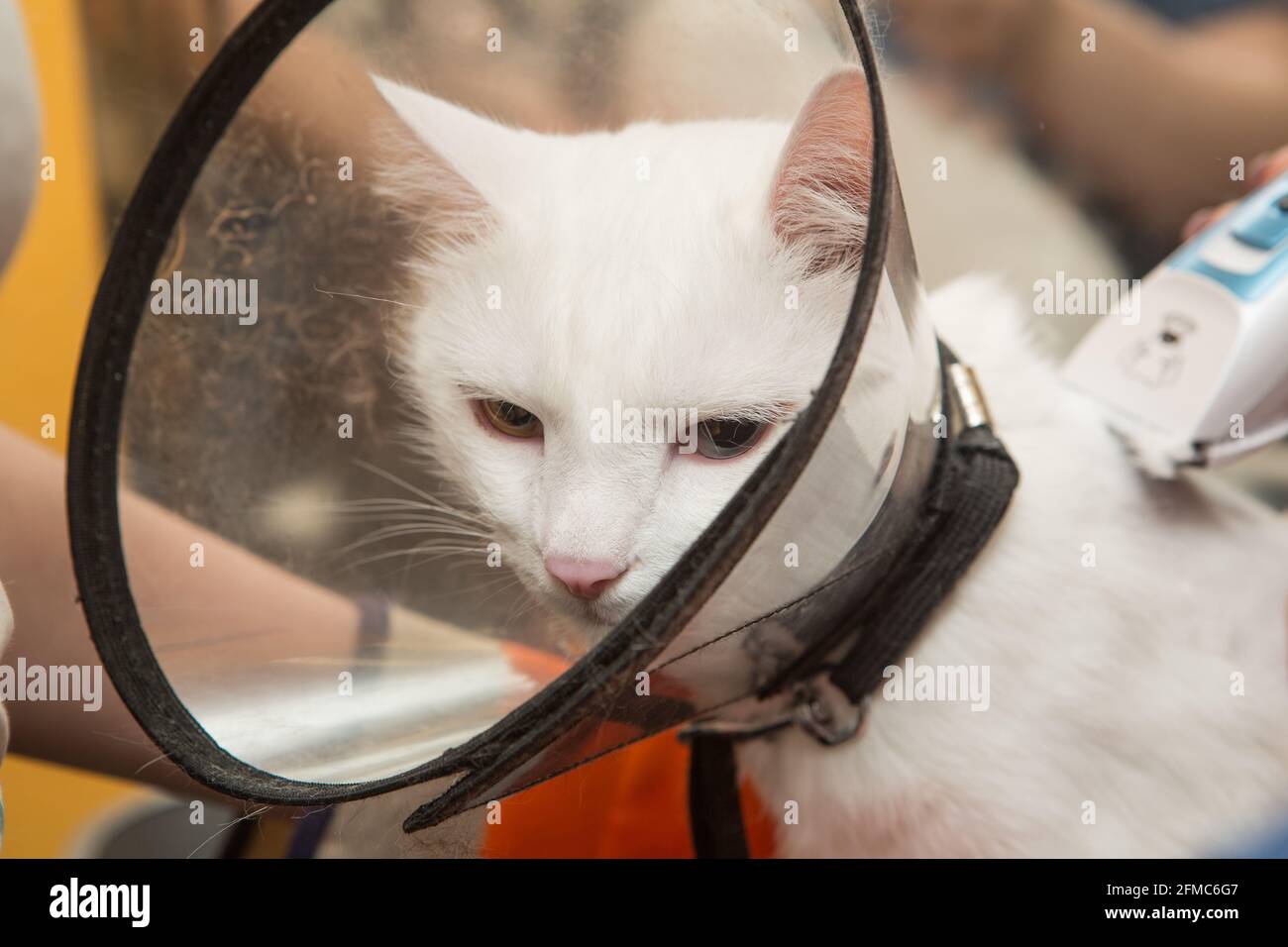 Katzenpflege im Tierpflegesalon. Die Frau verwendet den Trimmer zum Trimmen von Fell Stockfoto