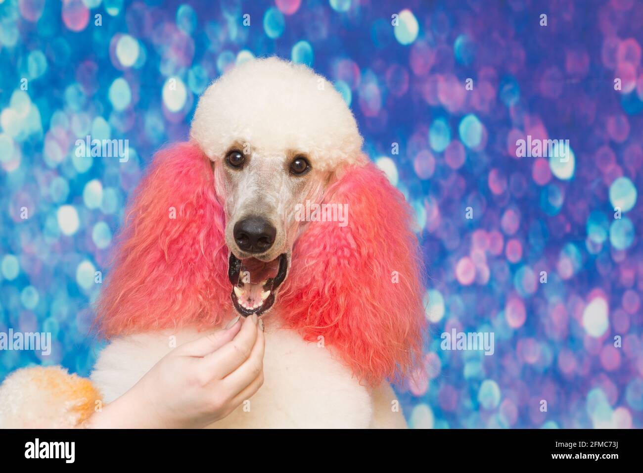 Weißer lockiger hund Fotos und Bildmaterial in hoher Auflösung Alamy
