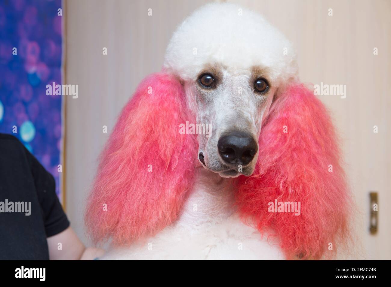 Hund mit lockigem fell Fotos und Bildmaterial in hoher Auflösung Alamy