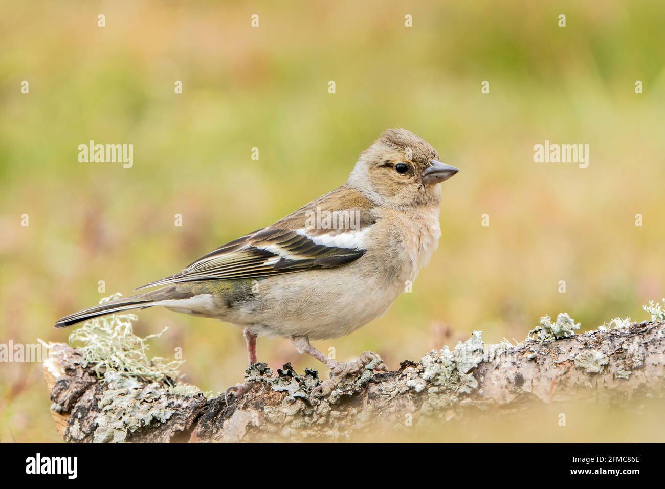 Gewöhnlicher Buchfink, Fringilla-Koelebs, alleinerziehende weibliche Person, die auf dem Ast sitzt, Thursley Common, Surrrey, Großbritannien, 5. Mai 2021 Stockfoto