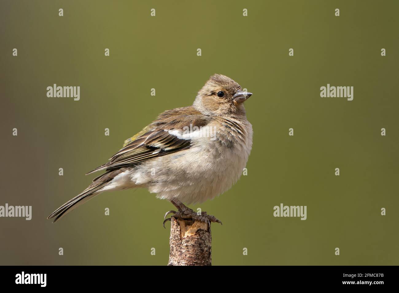 Gewöhnlicher Buchfink, Fringilla-Koelebs, alleinerziehende weibliche Person, die auf dem Ast sitzt, Thursley Common, Surrrey, Großbritannien, 5. Mai 2021 Stockfoto
