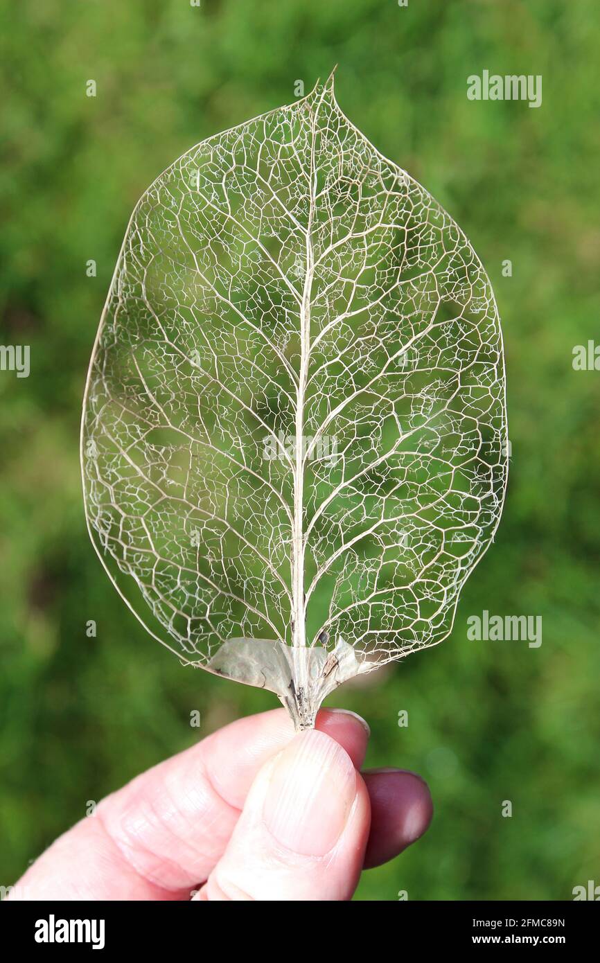 Blatt-Skelett Stockfoto