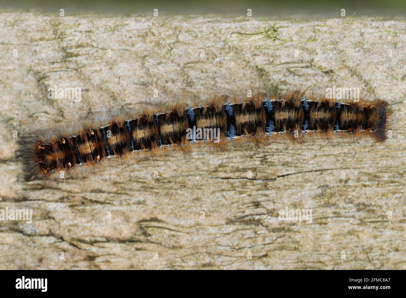 Eiche Eggar - Lasiocampa quercus Raupe -frühes Stadium Stockfoto