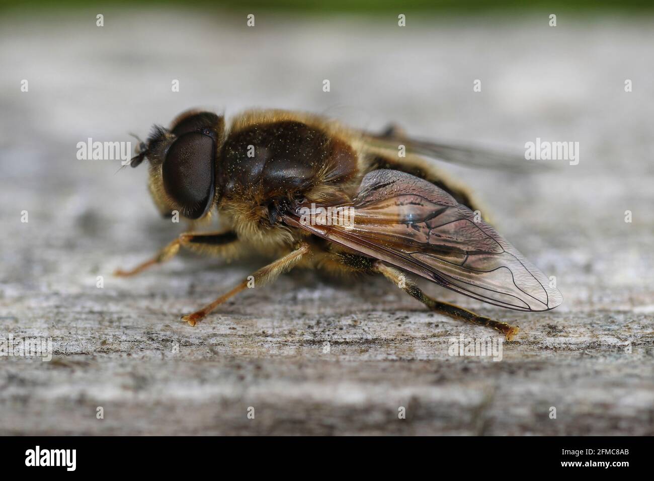 Dronefly Eritalis Tenax Stockfoto