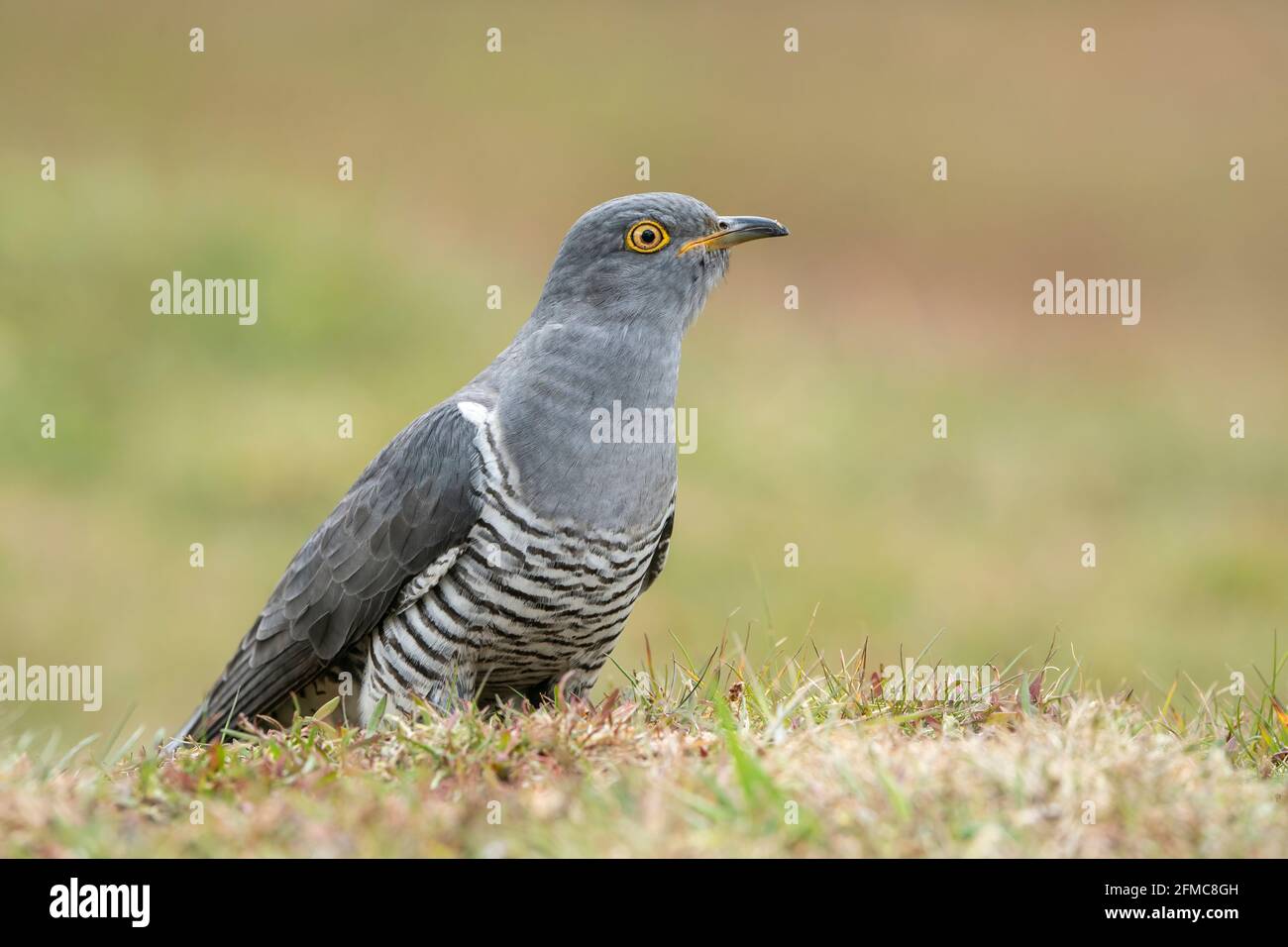 Gewöhnlicher Kuckuck, Cuculus canorus, Colin der Kuckuck, Single adult Male thront short vegetation, Thursley Common, Surrrey, United Kingdom Stockfoto