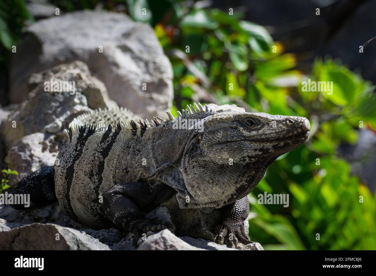 Grüner Leguan, der in Mexiko lebt Stockfoto