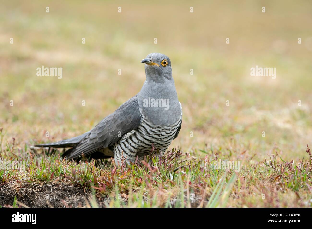 Gewöhnlicher Kuckuck, Cuculus canorus, Colin der Kuckuck, Single adult Male thront short vegetation, Thursley Common, Surrrey, United Kingdom Stockfoto