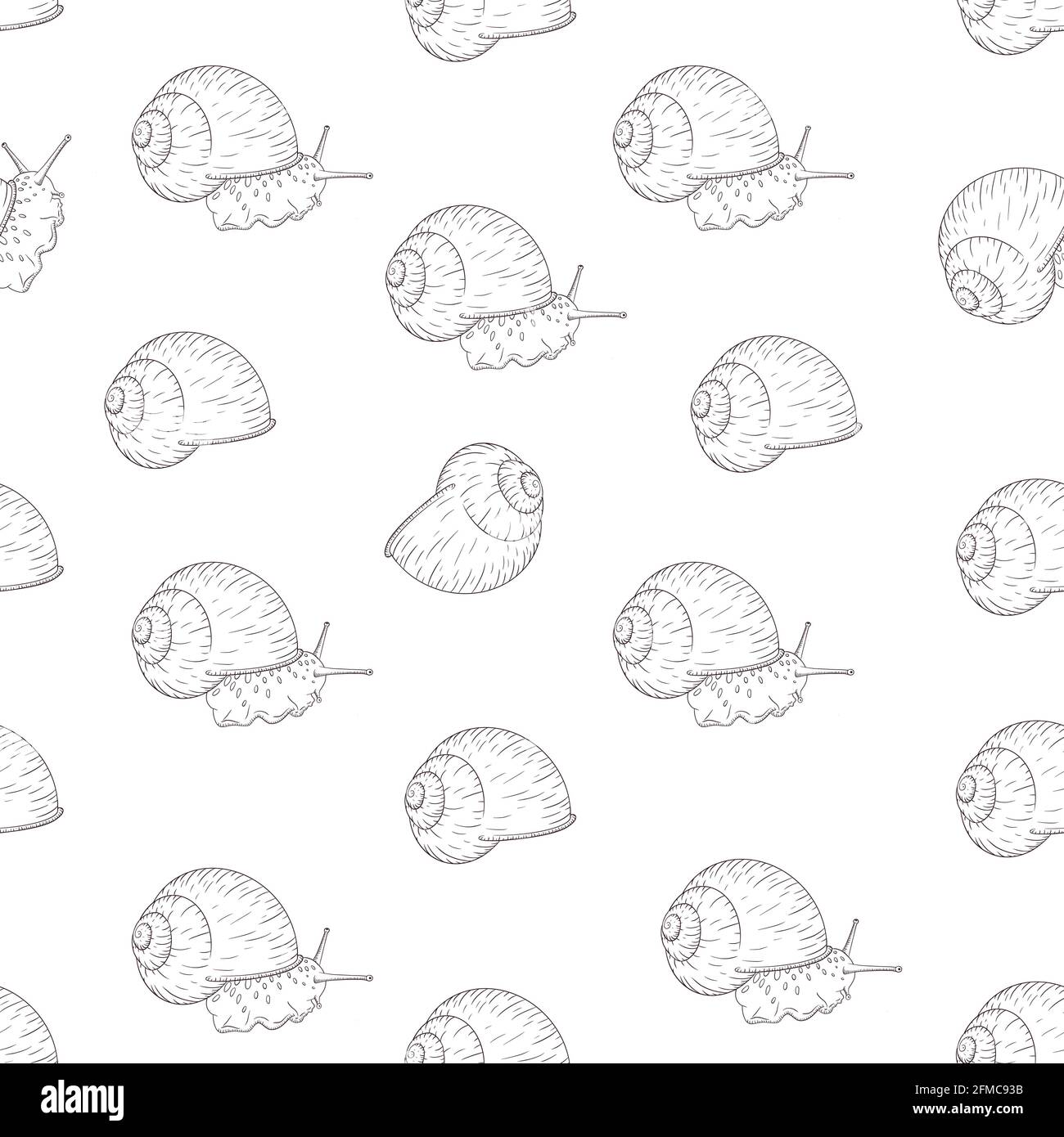 Traubencochlea mit schwarz-weißem Skizzenmuster. Gravierte Weichtiere zum Einwickeln von Papier, Hintergrund, Textil und Stoff Stock Vektor