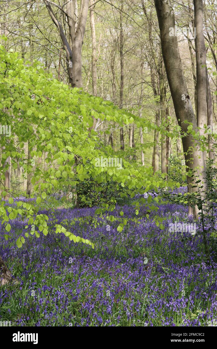 Bluebells Forest View West Woods, Marlborough, Wiltshire, Großbritannien Stockfoto