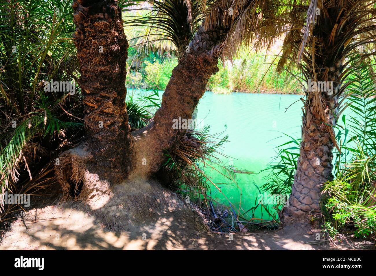 Palmenwald. Kreta, Griechenland Stockfoto