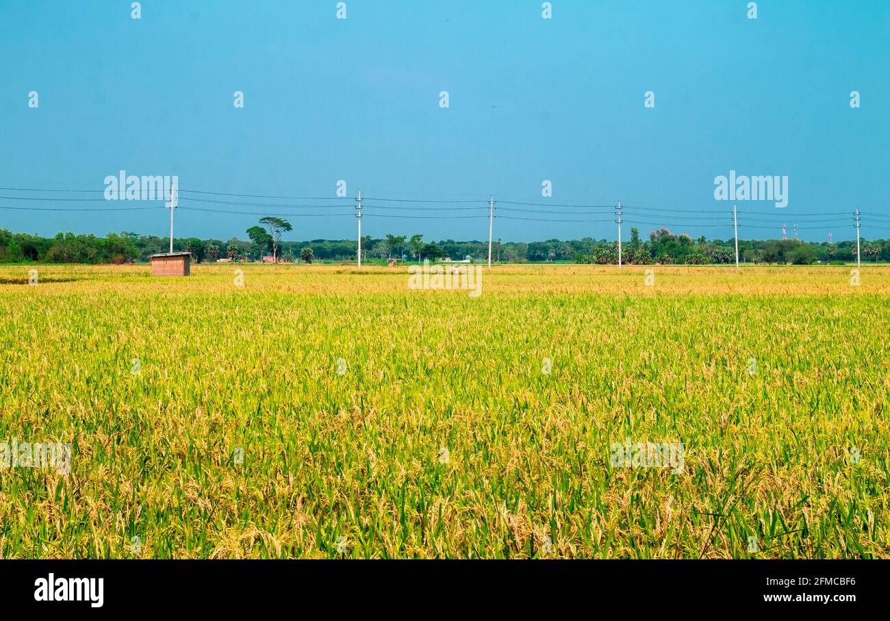 Reif Reisfeld und Himmel Landschaft auf dem Bauernhof Stockfoto