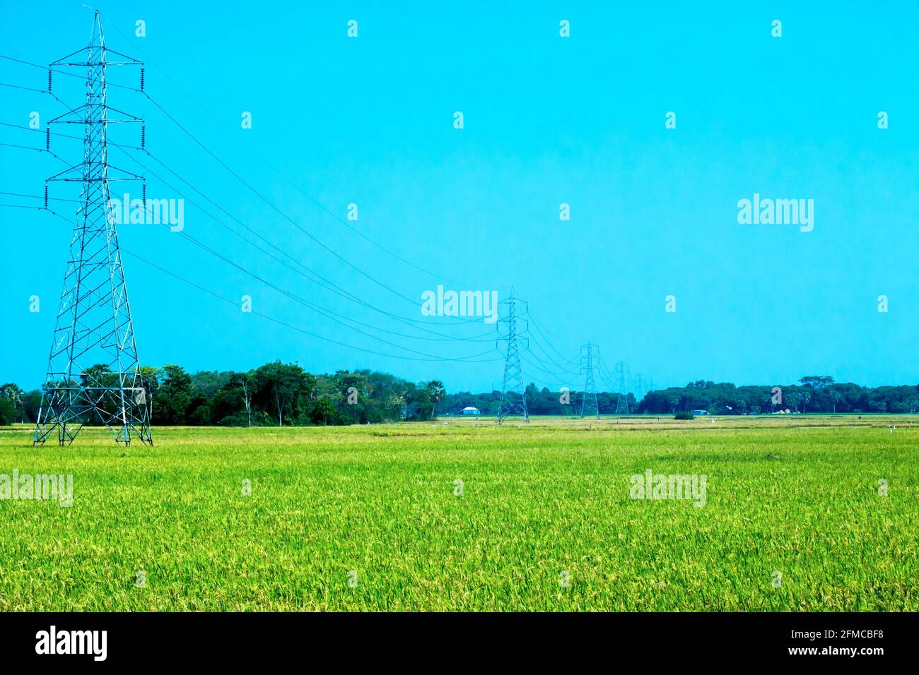 Reif Reisfeld und Himmel Landschaft auf dem Bauernhof Stockfoto