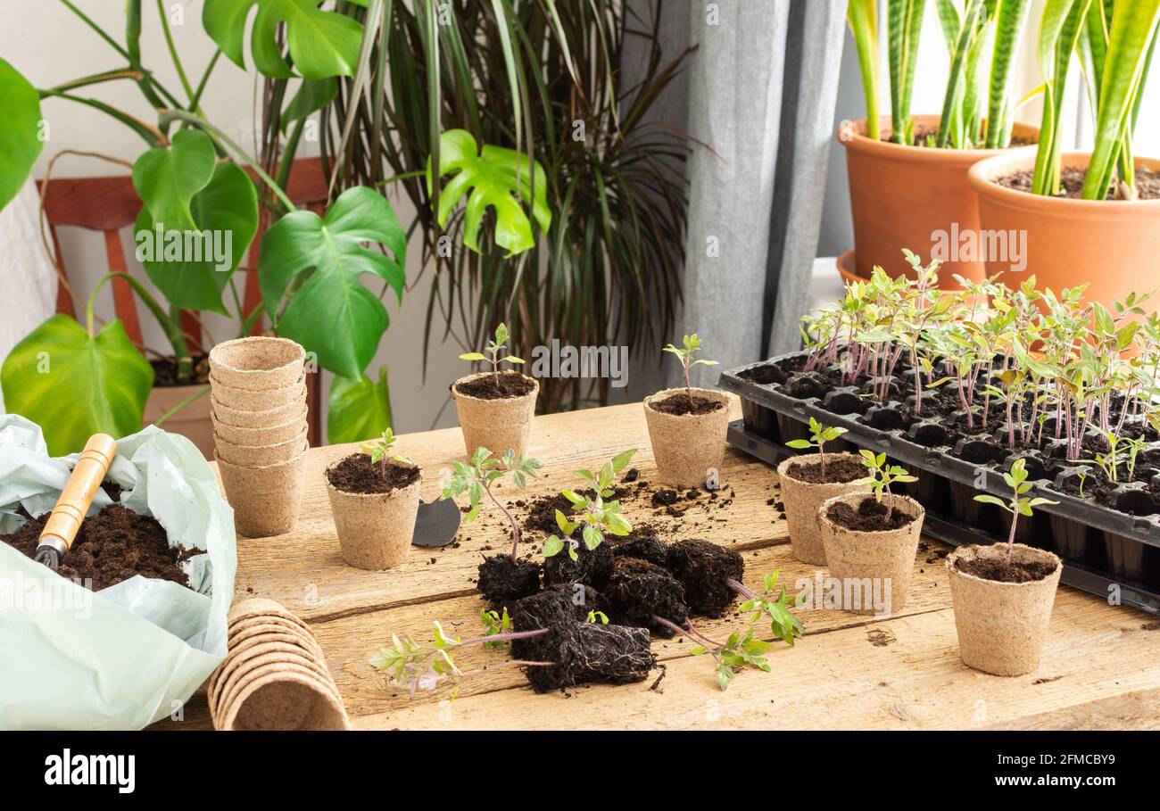 Junge grüne Tomatenpflanzen in einer speziellen Kunststoffform auf einem hölzernen Hintergrund, die Setzlinge verpflanzen, in umweltfreundliche Töpfe stechen Stockfoto