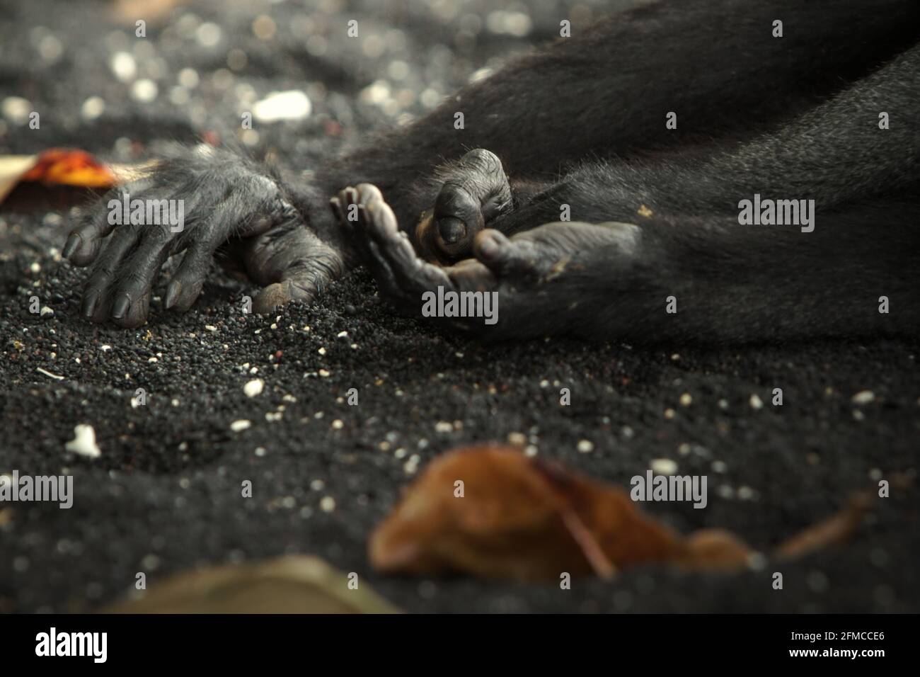 Hände und rechter Fuß eines Sulawesi-Schwarzkammmakaken (Macaca nigra), der am Strand von Tangkoko, Nord-Sulawesi, Indonesien, ein Nickerchen macht. Stockfoto
