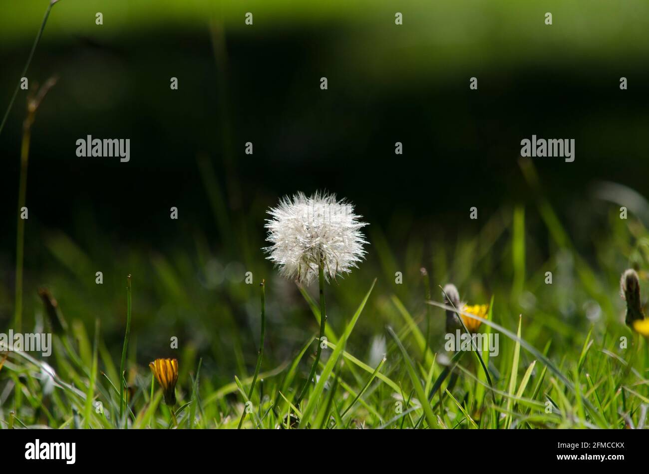 Dandelion Blume im grünen Weidegarten, Foto an der Wurzel des Bodens mit Kopierraum aufgenommen Stockfoto