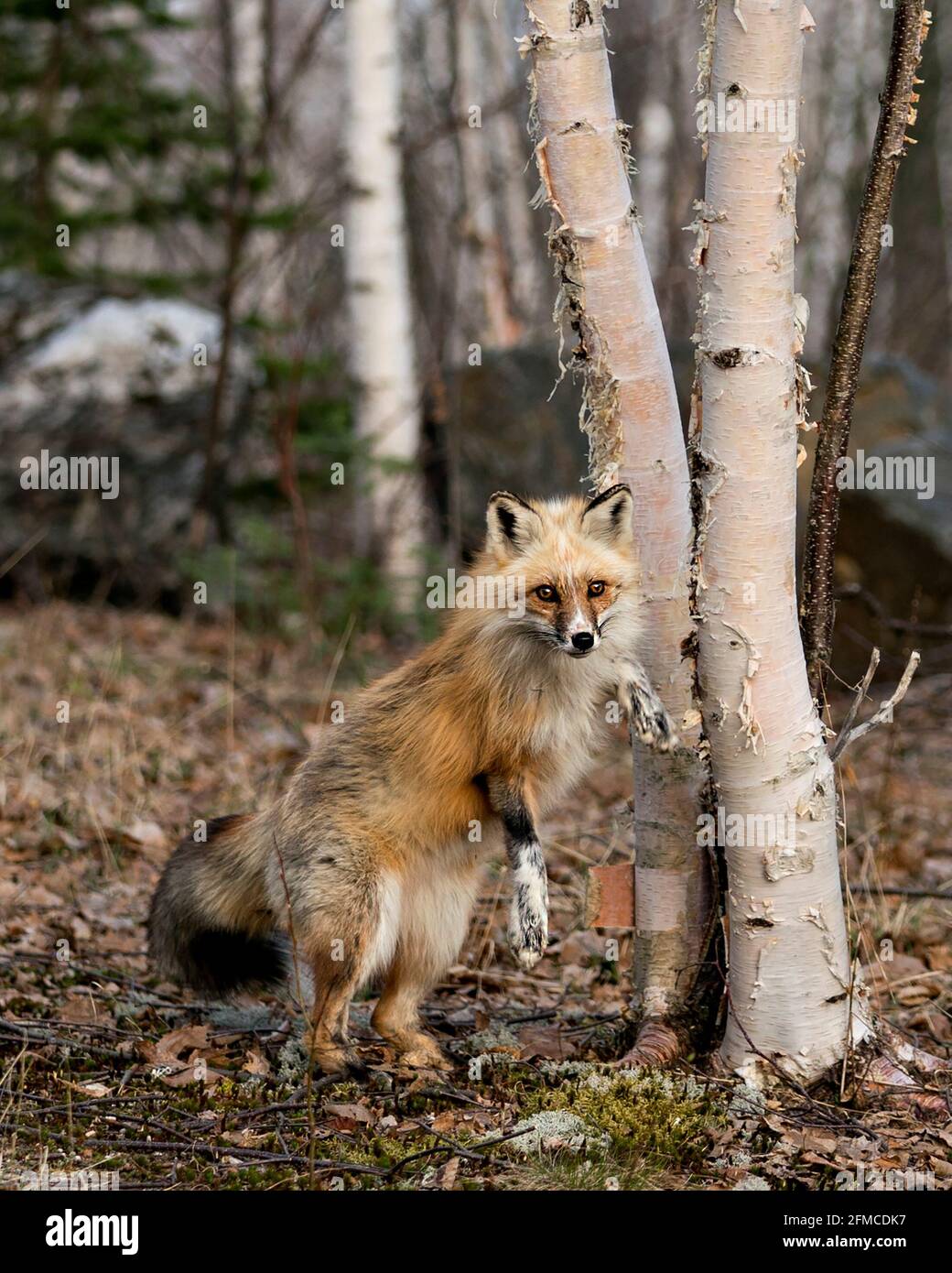 Roter einzigartiger Fuchs, der auf Hinterbeinen von einer Birke steht Baum und verwischen Wald Hintergrund in der Frühjahrssaison in Seine Umgebung und Lebensraum zeigt weiße m Stockfoto