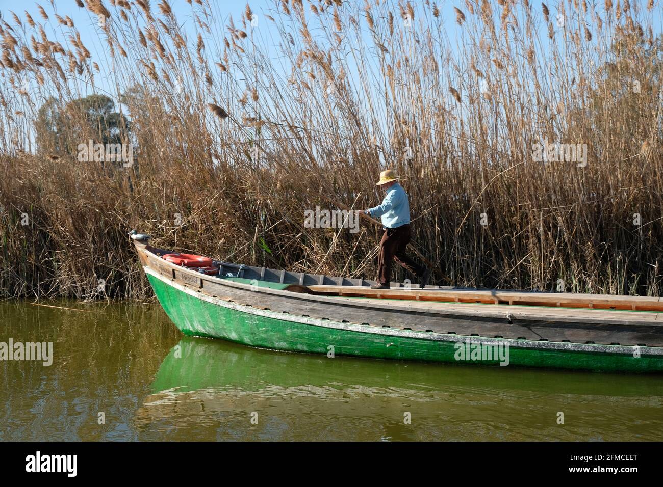 Ein Bootsmann mit Strohhut auf seinem langen Rizeboat unter Bullshüsseln in der Süßwasserlagune des Albufera Nature Park in der Nähe von Valentia, Spanien Stockfoto