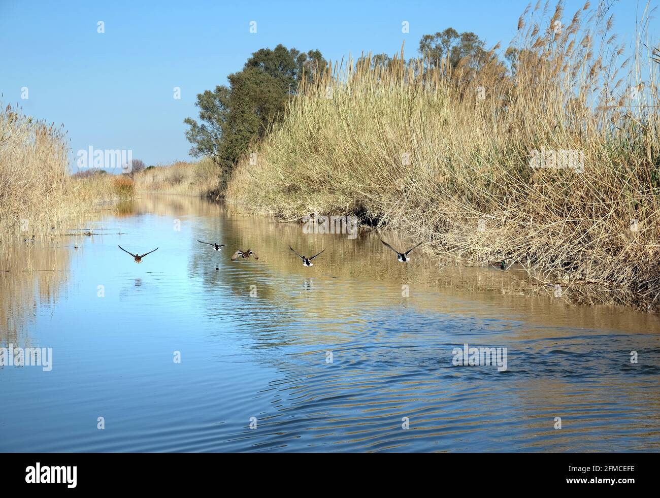 Mallard-Enten fliegen aus der Süßwasserlagune des Albufera Naturparks in der Nähe von Valencia, Spanien Stockfoto