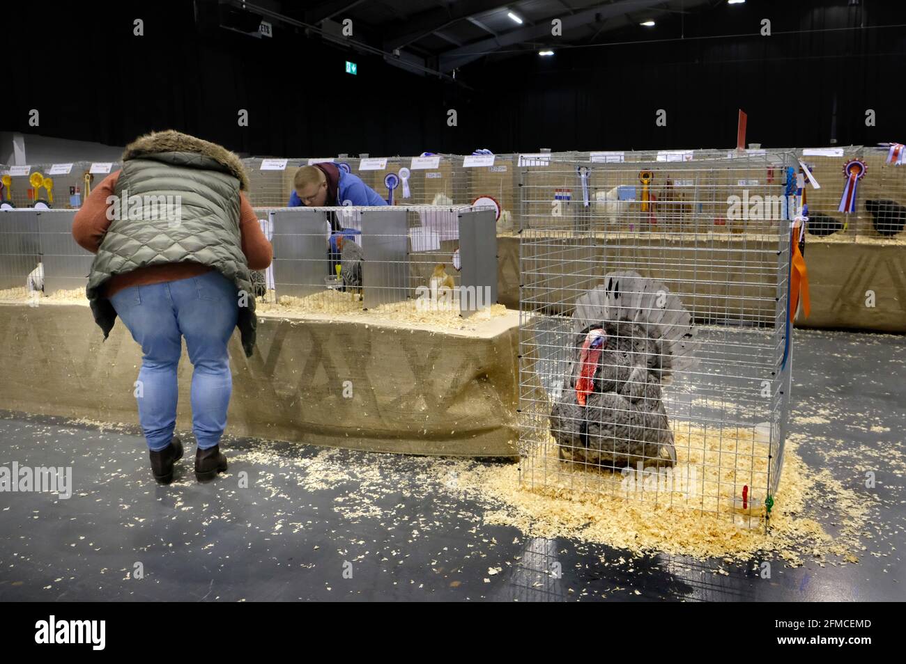 National Poultry Show, Telford, Großbritannien. Eine Dame beugt sich vor, um eine Ausstellung zu besichtigen, die von The Best Turkey in Show beobachtet wird Stockfoto
