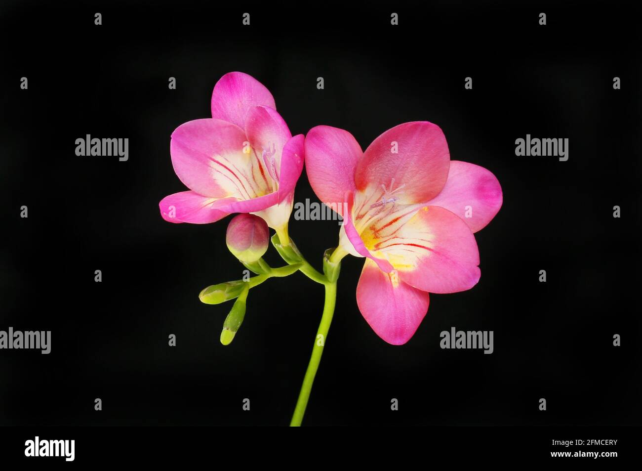 Zwei violette Freesie-Blüten isoliert gegen Schwarz Stockfoto