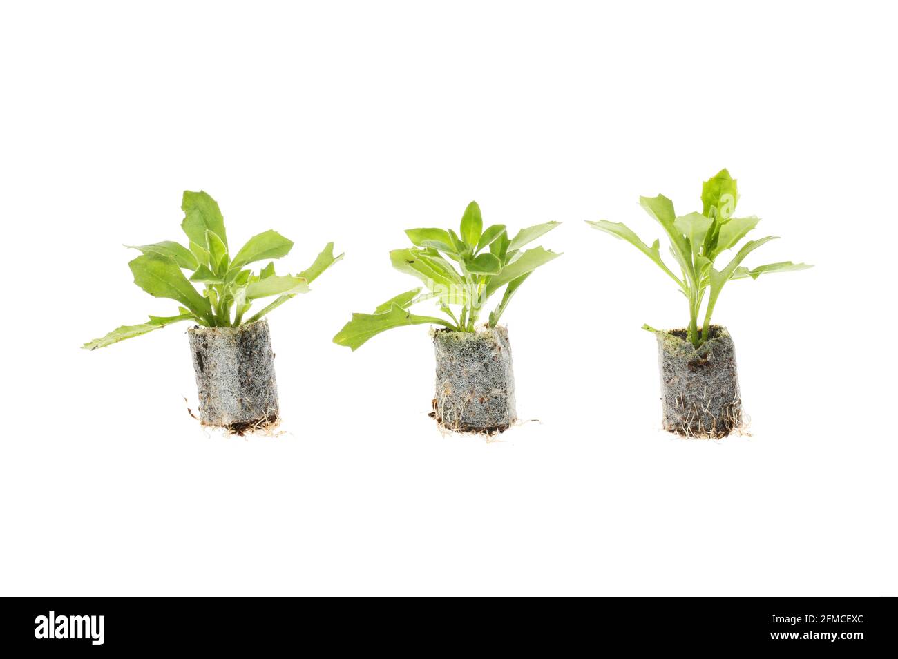 Drei Sämlingpflanzen in Steckern isoliert gegen Weiß Stockfoto