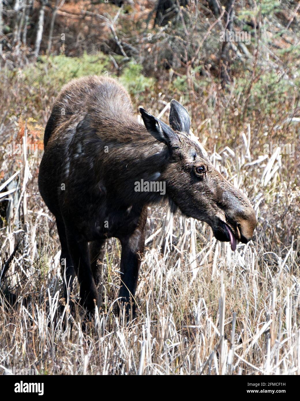 Elchfrontsicht im Frühling im Wald mit Schnauze, Zunge, Auge, Ohren, braunem Mantel und unscharfem Waldhintergrund in seiner Umgebung. Stockfoto