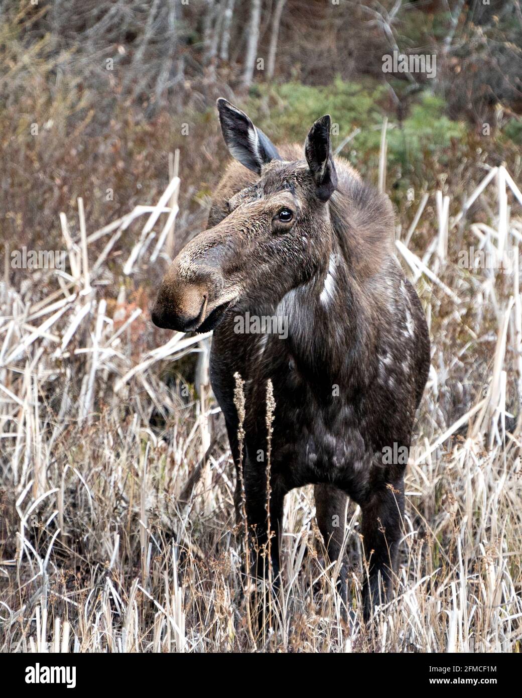 Elchfrontsicht im Wald im Frühling mit Schnauze, Augen, Ohren, braunem Mantel und verwacklungsfarbenem Waldhintergrund in seinem Lebensraum. Bild. Stockfoto