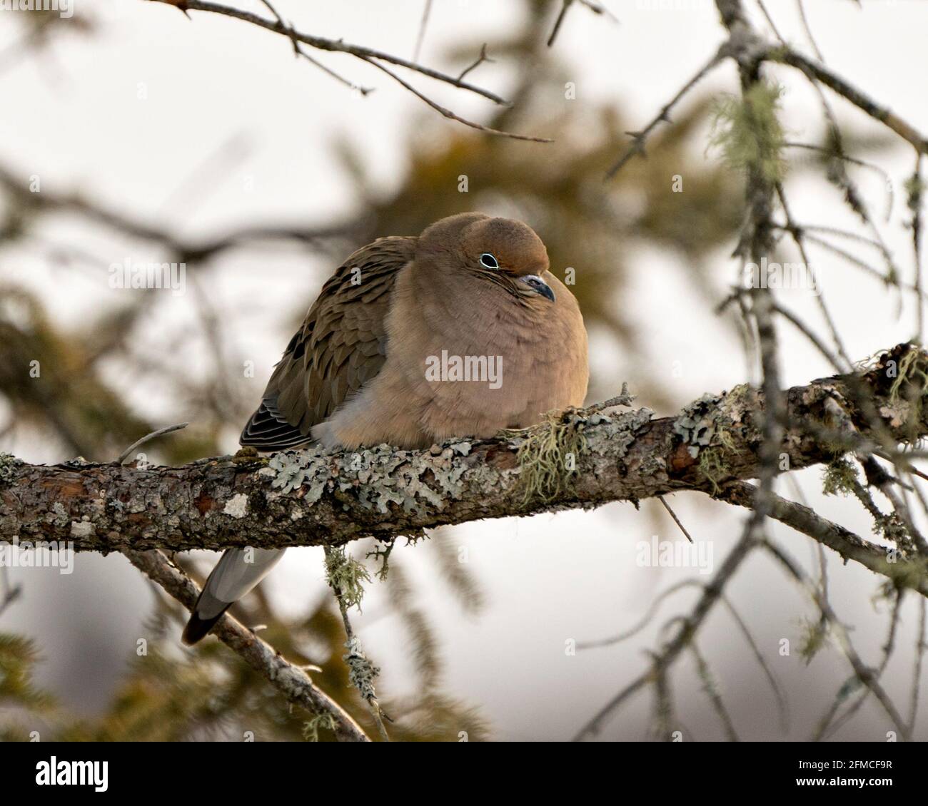 Mourning Dove Nahaufnahme Profilansicht mit geschwollenen Federgefieder und einem verschwommenen Hintergrund in seiner Umgebung und Lebensraum thront. Bild. Bild, Hochformat. Stockfoto