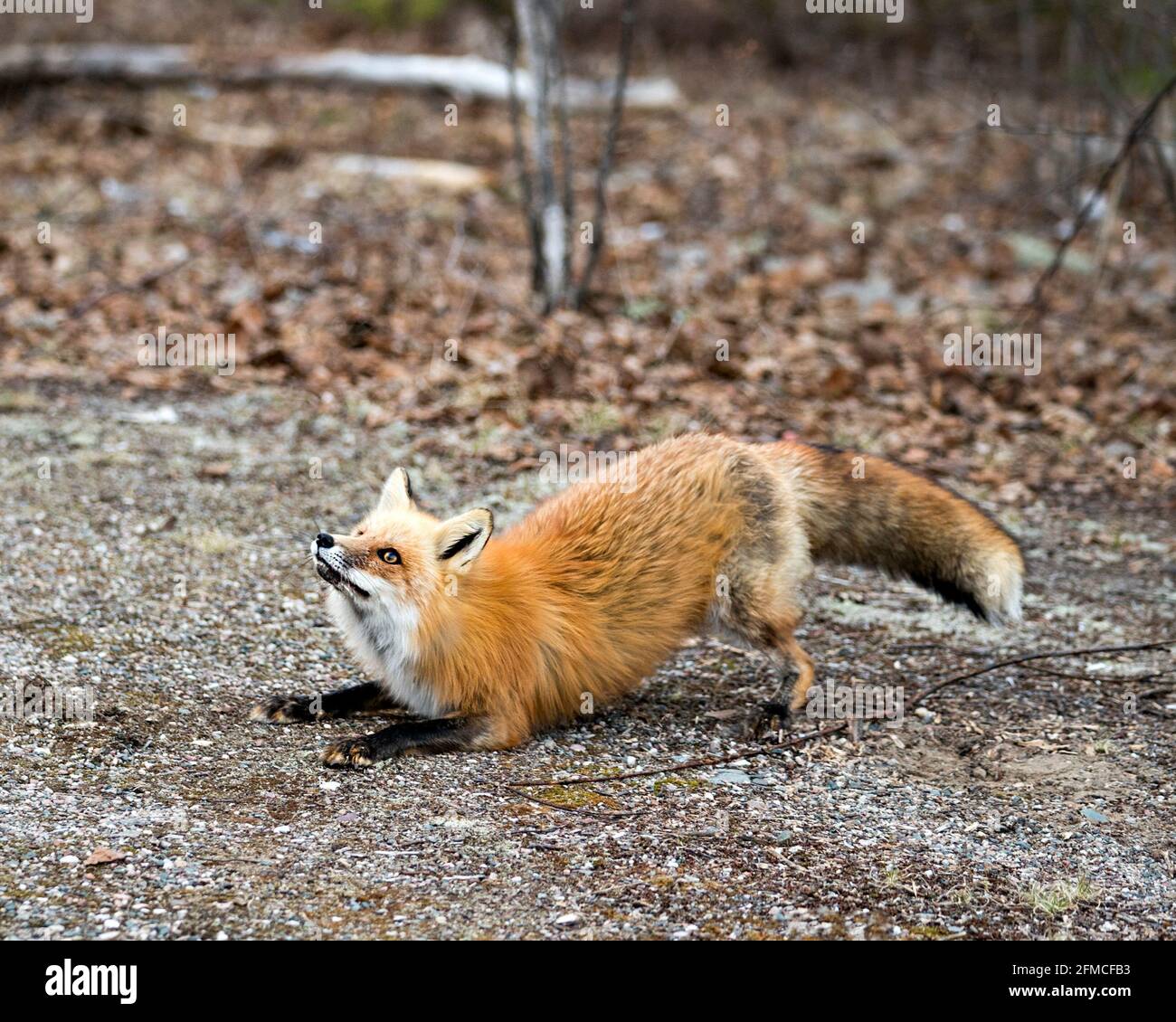 Rotfuchs liegt auf seinen Vorderpfoten und blickt in seiner Umgebung und seinem Lebensraum mit einem unscharfen Hintergrund in Richtung Himmel. Bild. Hochformat. Foto. Fox-Bild Stockfoto