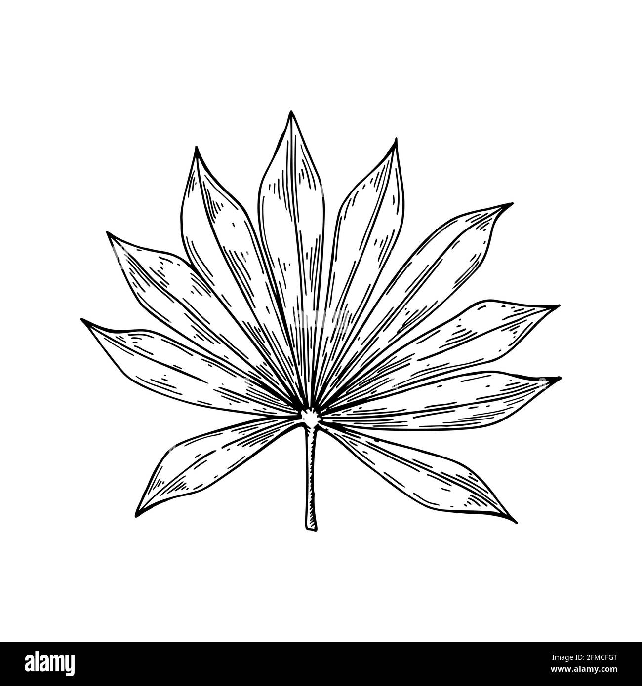 Handgezeichnetes Palmenblatt isoliert auf Weiß. Vektorgrafik im Skizzenstil. Stock Vektor