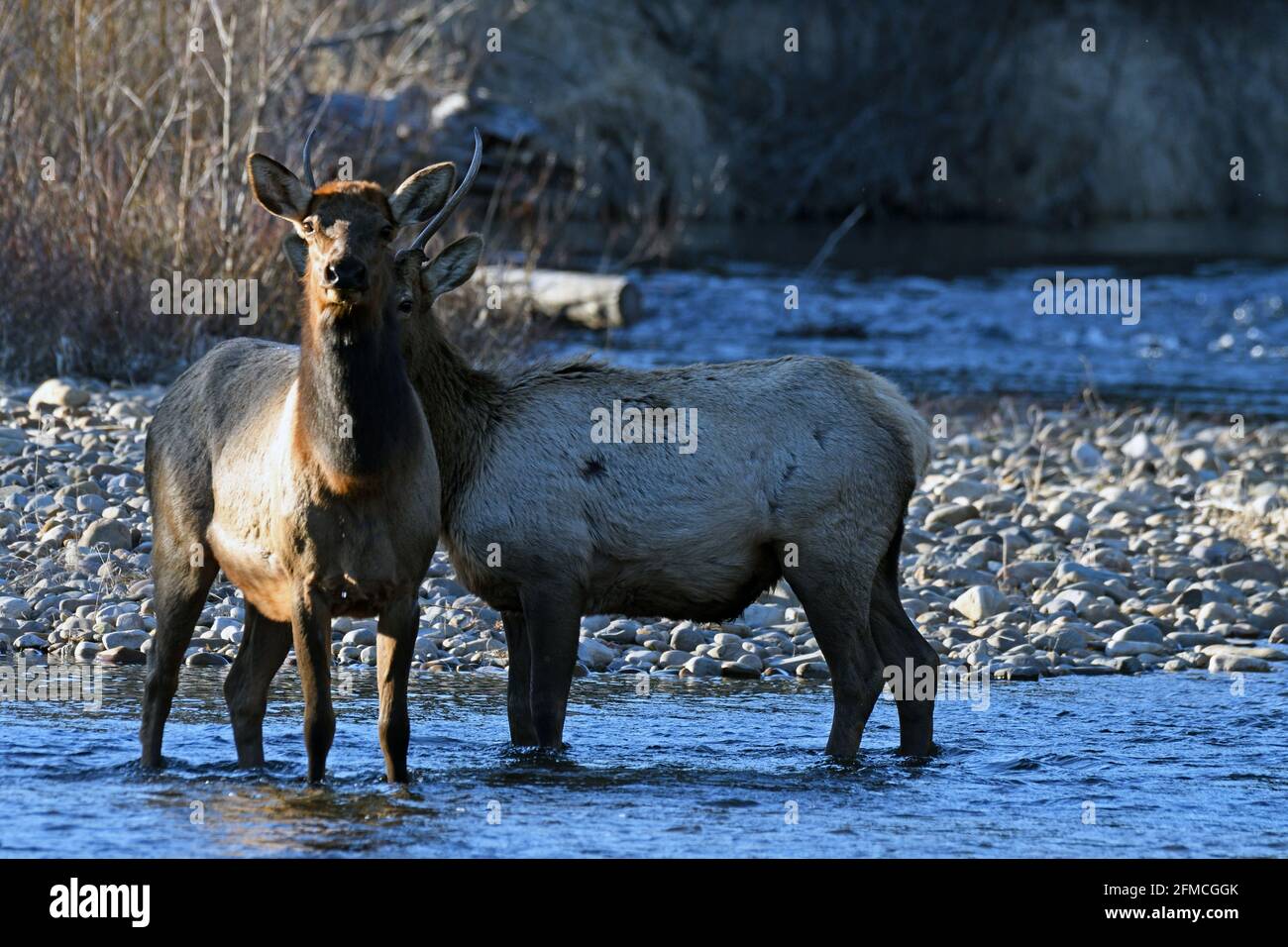 Ein Kuhelch und ein junger Bulle im Frühling im Yaak River. Yaak Valley, nordwestlich von Montana. (Foto von Randy Beacham) Stockfoto