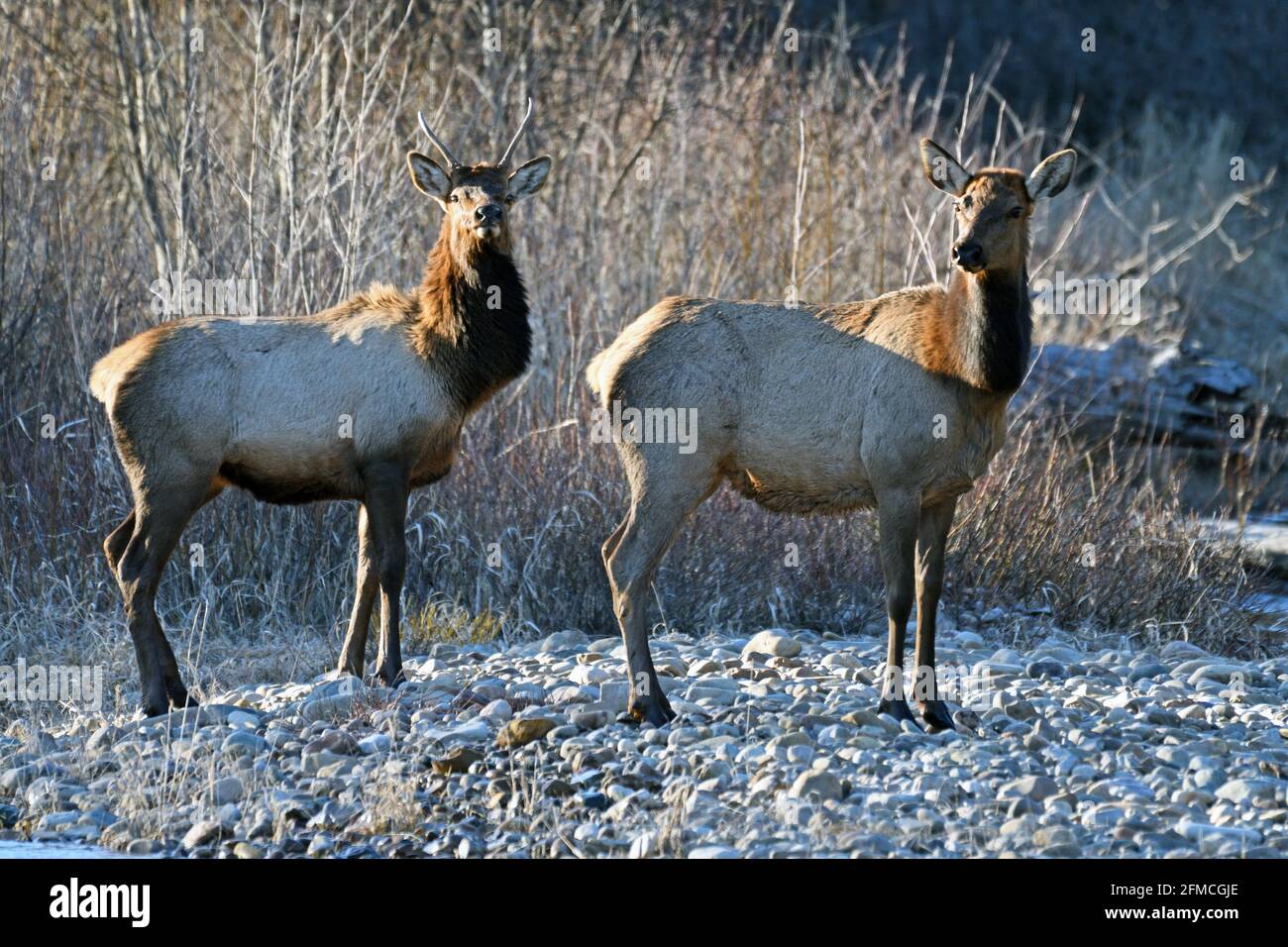 Ein junger Stier und Kuhelch entlang des Yaak River im Frühjahr. Yaak Valley, nordwestlich von Montana. (Foto von Randy Beacham) Stockfoto